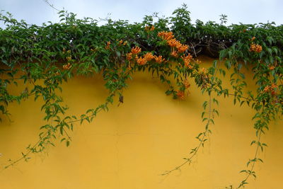 Plants against yellow sky