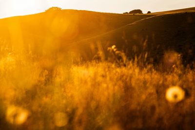 Scenic view of field against sky during sunset