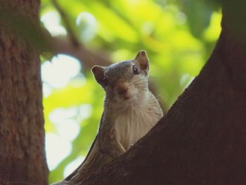 Close-up of squirrel on tree trunk