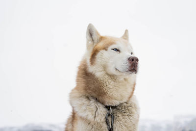 Close-up of dog against white background