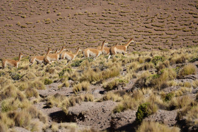 Close-up of deer on field