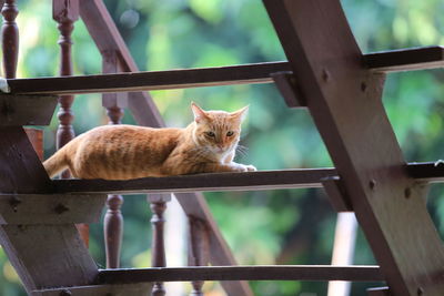 Cat sitting on wooden railing