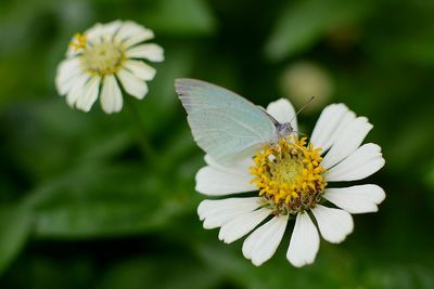 Close-up of insect on white flower