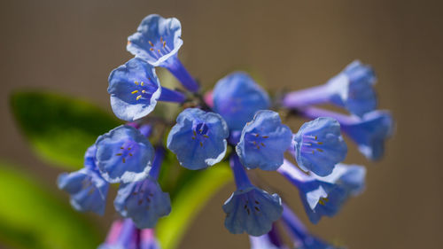 A view towards a trumpeting cluster of bluebell flowers in the spring