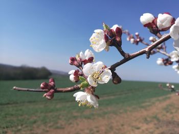 Close-up of white flowers on tree