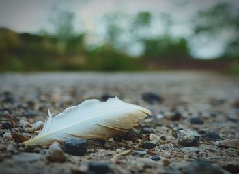 Surface level of feather on ground