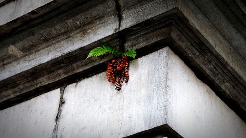 Low angle view of lizard on wall