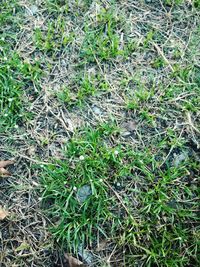 Full frame shot of plants on field