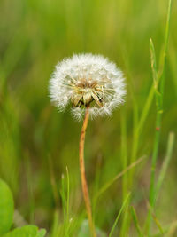 Close-up of dandelion flower