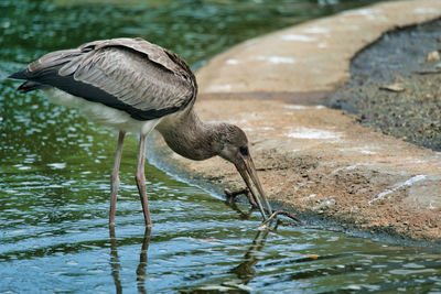 View of a storks on lakeshore