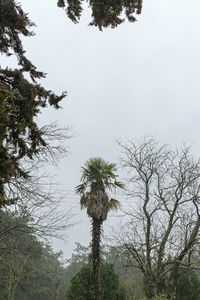 Low angle view of trees against sky