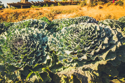 High angle view of plants on field