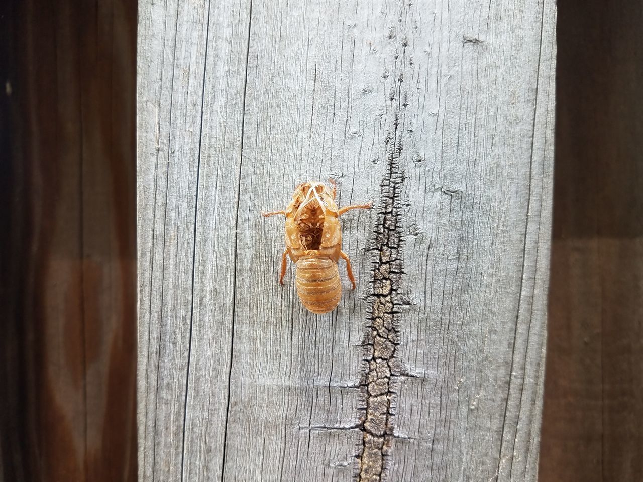 CLOSE-UP OF CATERPILLAR ON WALL