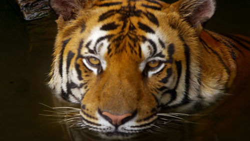 Close-up portrait of a cat