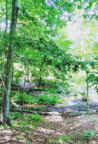 Trees in forest