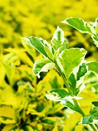 Close-up of green leaves