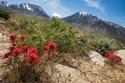 Red flowering plants and mountains against sky
