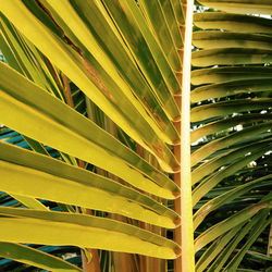 Full frame shot of palm leaf