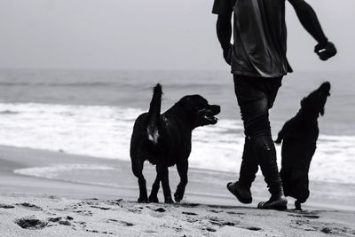 Rear view of two dogs on beach