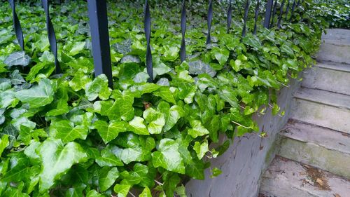 High angle view of plants growing in farm