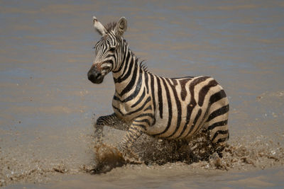 Young plains zebra splashes through muddy lake