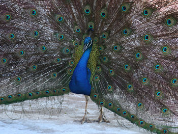 Close-up of beautiful peacock 