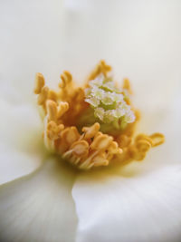 Close-up of yellow rose flower over white background
