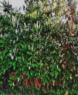 Flowering plants and trees on field