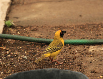 Masked weaver bird sitting on a ground 