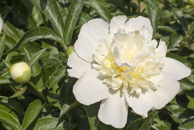 Close-up of white flowering plant