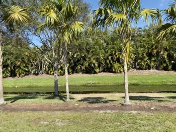 Palm trees on field against sky