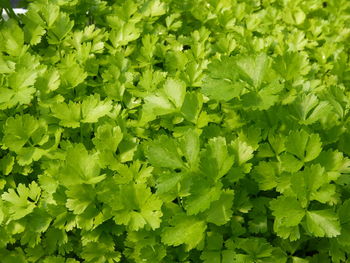 Full frame shot of green leaves