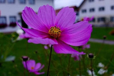 Close-up of pink flower blooming outdoors