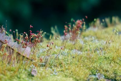 Close-up of flowering plants on field