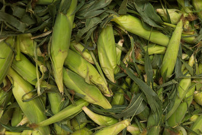 High angle view of corn silks