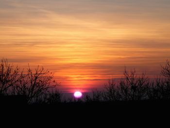 Silhouette trees against sky during sunset