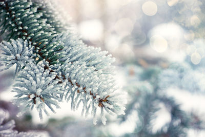 Close-up of pine tree during winter