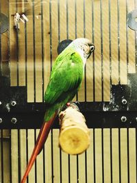 Close-up of parrot perching in cage