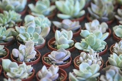 High angle view of succulent plant