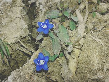 Close-up high angle view of flower
