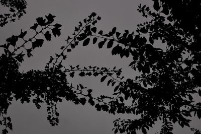 Low angle view of silhouette trees against clear sky