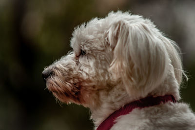 Close-up of a dog looking away