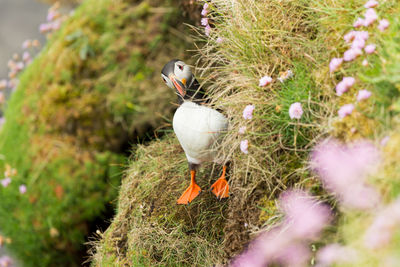 Close-up of bird perching on flower