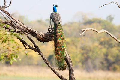 Peacock on tree