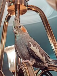 Close-up of bird perching on feeder