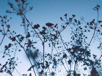 Low angle view of flowering plants against sky