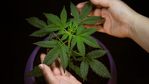 Close-up of hand holding leaf against black background