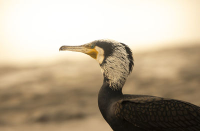 Close-up of bird