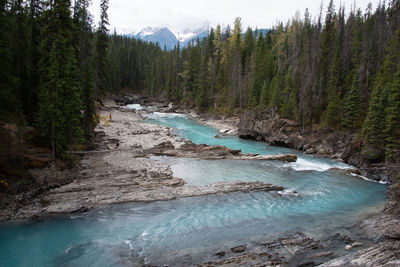 Scenic view of river stream amidst trees in forest