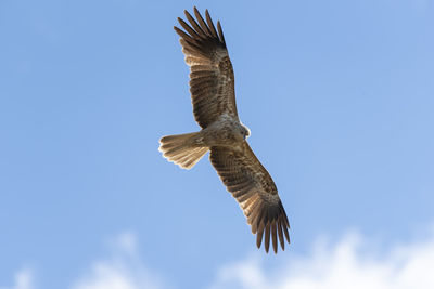 Low angle view of eagle flying against clear blue sky